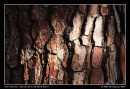 Tree Bark