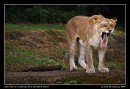 Big Cat, Big Yawn