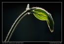 A Hairy Tendril