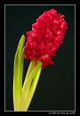 Hyacinthus orientalis