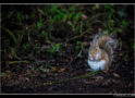 Evening Squirrel