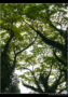 Backlit Branches in Emerald Embrace