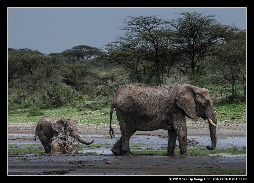 quincy jones baby elephant walk