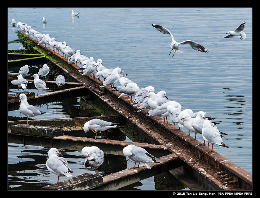 Birds Of The Same Feathers Flock Together – lipseng's Photo Art Gallery